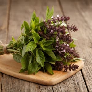 Albahaca